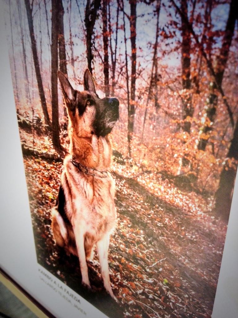 Exposició “Concurs de fotografia ‘La meva mascota’ a la <a href="/bplleida/">Biblioteca P. Lleida</a>