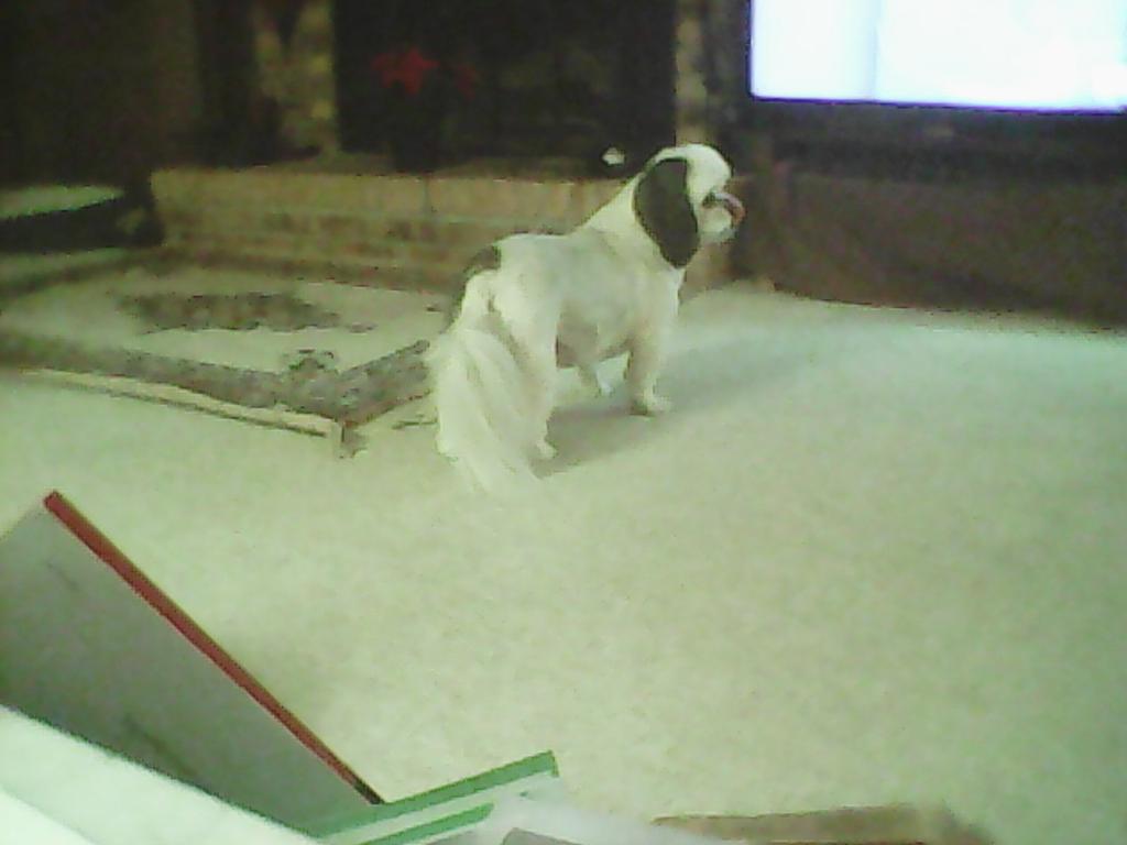 a_eston's tweet photo. Good dog to bad it is grandmothers dog!! http://t.co/QP2kAWABZf