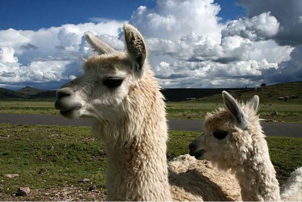 chloe_triskell's tweet photo. Perú, M-4!!!! Tellement hâââââte de partir!!! Enfiiiiiinnnn!! #humanitaire #LEA http://t.co/EOLj2qfrBe