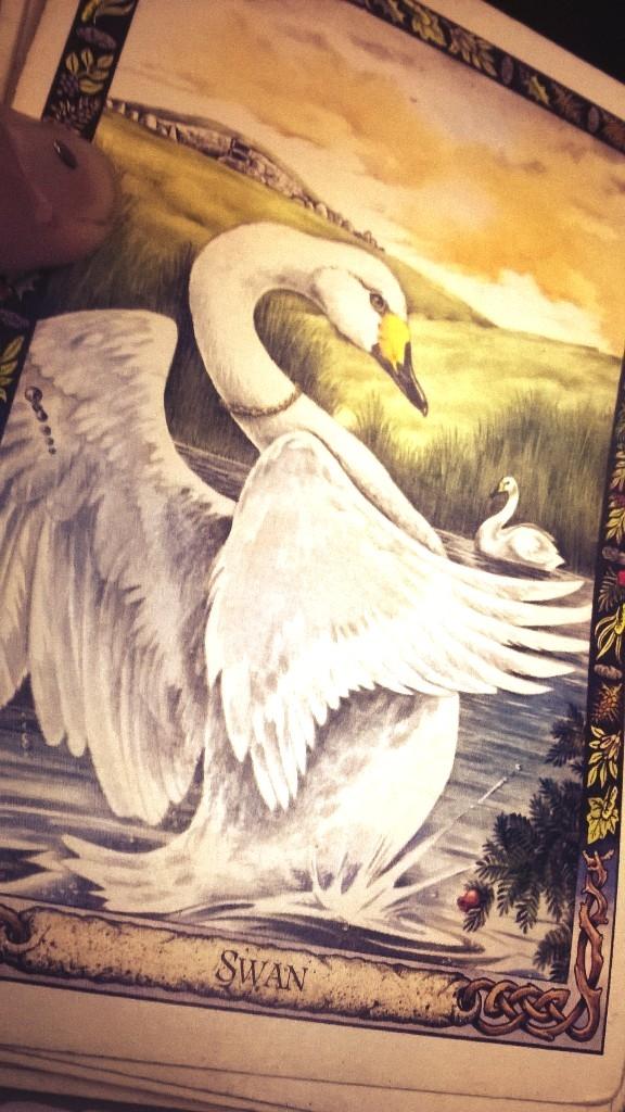 GoatCouture's tweet image. &quot;Gold crowns are red in the firelight, but redder and fairer is dawn.&quot; 

-The Swans of Lir #DruidAnimalOracle