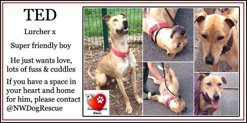 FindingFureverHomes tweet media