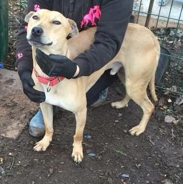 FindingFureverHomes tweet media