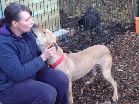 FindingFureverHomes tweet media