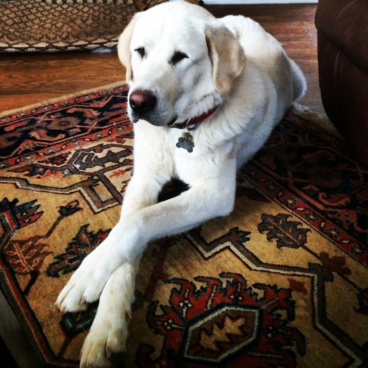 Vail Daily Dogs tweet media