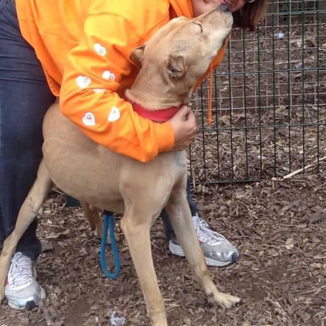 FindingFureverHomes tweet media