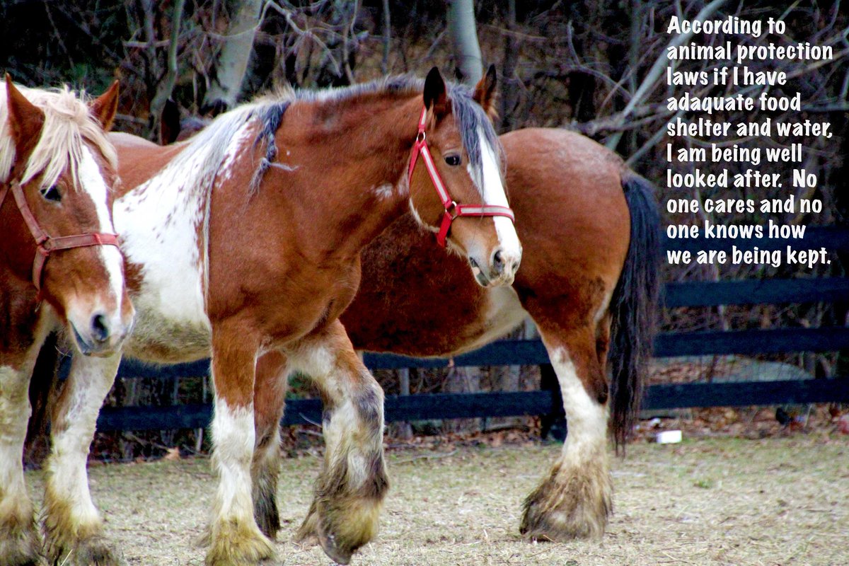 dogtalesrescue's tweet photo. By sharing we create awareness that helps save these souls. #stopslaughteringhorses #sharedogtales #sanctuary http://t.co/xdqOYioo6e