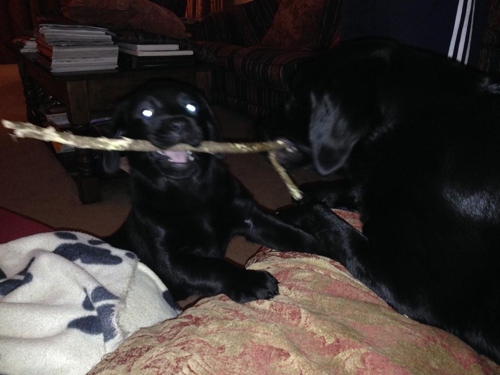 JoDavies66's tweet photo. Look mummy ness #playtimewithizzy @NessSwannick @kfldavies #messydogs http://t.co/keFz9EETgS