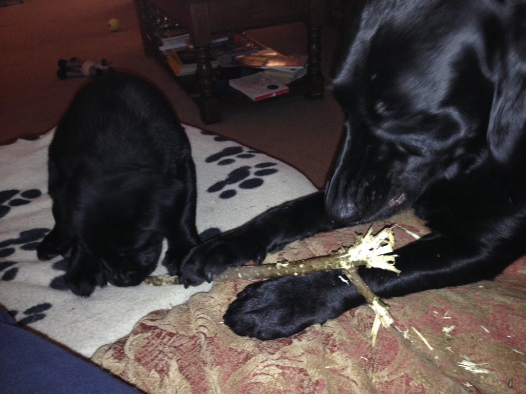 JoDavies66's tweet photo. Look mummy ness #playtimewithizzy @NessSwannick @kfldavies #messydogs http://t.co/keFz9EETgS