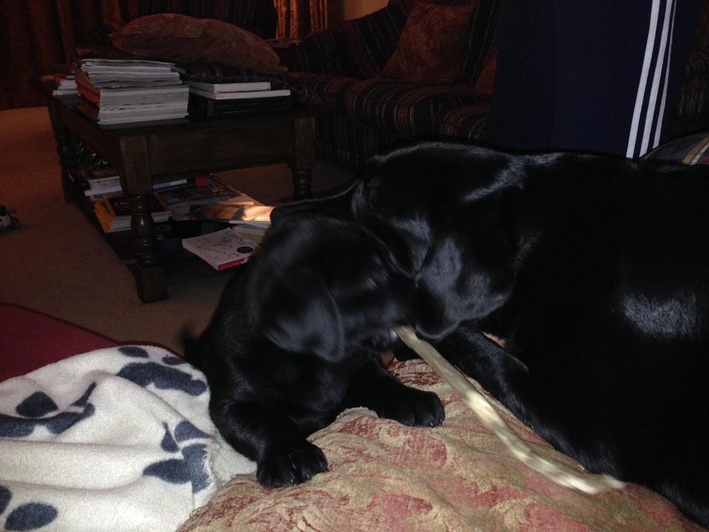 JoDavies66's tweet photo. Look mummy ness #playtimewithizzy @NessSwannick @kfldavies #messydogs http://t.co/keFz9EETgS