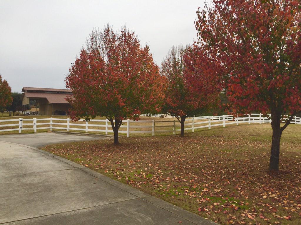 cydneychilders's tweet image. cyd's house is #FallAF