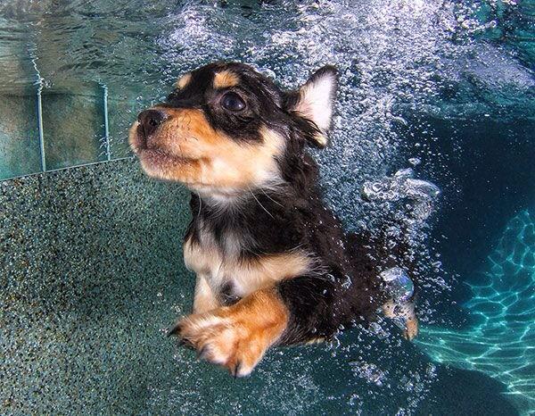 PoochStaysToo's tweet photo. Amazing Underwater Photos of Puppies That Will Cheer Anyone Up http://t.co/FZvQH6ILZK via @countryliving http://t.co/UyZCtckmrd
