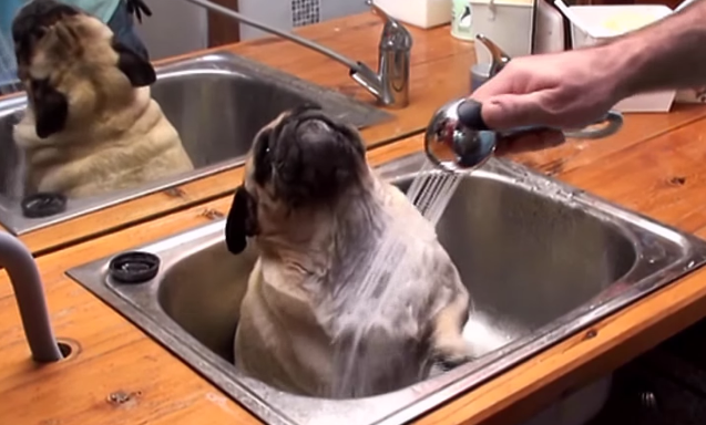 Cheezburger's tweet image. Barry the Pug knows happiness. chzb.gr/1rV3Hmr