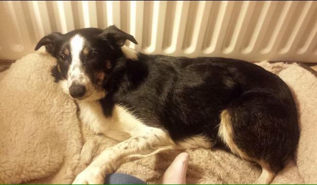 Denise_1963's tweet photo. PLS RT MISSING BORDER COLLIE FROM SEAHAM CO DURHAM HEADING TOWARDS EASINGTON PETERLEE AREA #FINDCARA VERY TIMID http://t.co/ZhscCKUzWi