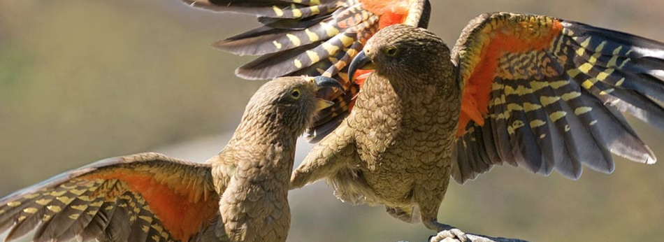 idealogmag's tweet photo. New app set to track &amp; protect endangered birds with smartphone photography and geo-location http://t.co/Ds5BqxzhzO http://t.co/osdTpcCRAC