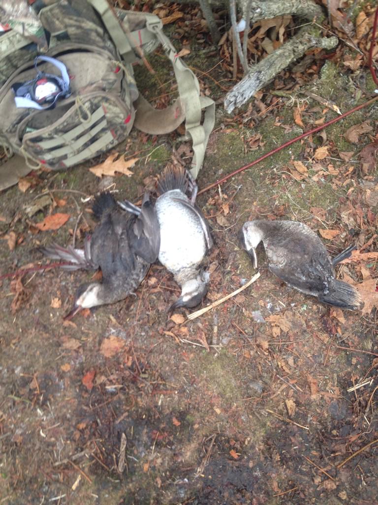 Jay__Jay33's tweet photo. Some Ruddies from the other morning http://t.co/QOVaQyLpLK