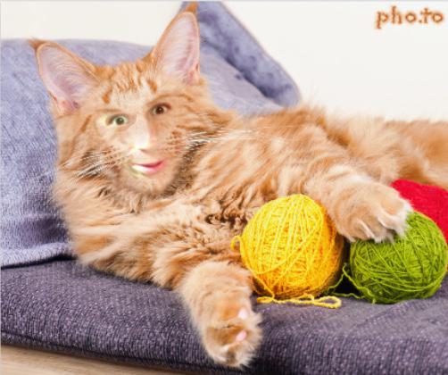 finessediablos's tweet photo. We turned Shane into a cat so that he wouldn't be able to play on our team #weaklink http://t.co/lHO0nY9NKR