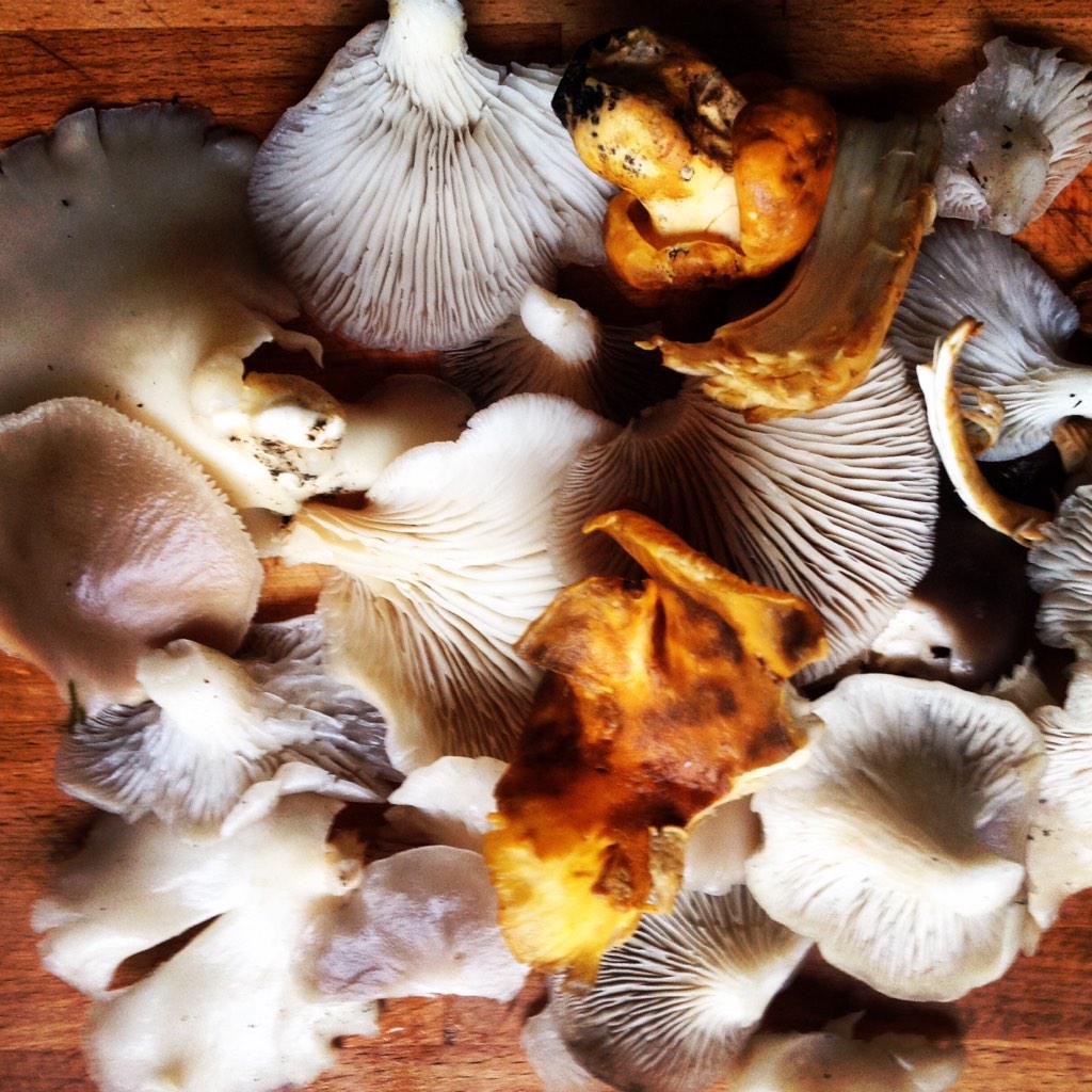 jpurses's tweet photo. First ever wild #mushroom forage! Can't wait to eat 'em. Thank you rain and Mother #Earth. http://t.co/l3CehgtO9f