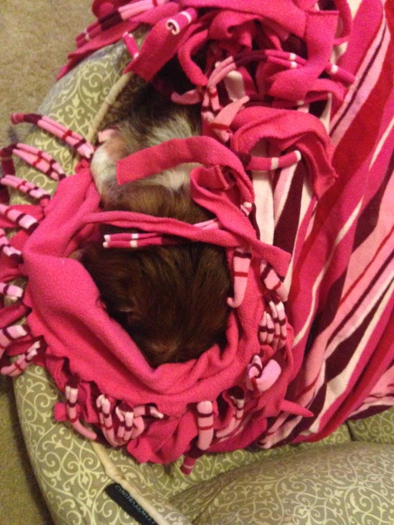 brttstar's tweet photo. Bella can't deal right now. Check back later 🙀 http://t.co/2jLeDls6gA