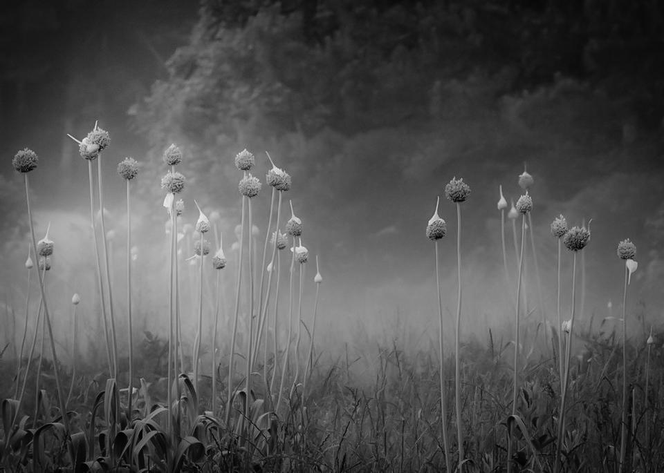 AUkeepsake's tweet photo. some black and white photos. http://t.co/dLSp8lR27P