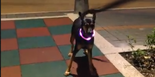 SpringLeashToGo's tweet photo. #xmasdog #halolightband #glointhedark #beseen #safetylight #video #dog http://t.co/VjhHeGVdbB http://t.co/6dRpxH3afk http://t.co/WSHIknKiVY