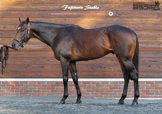 チャンピオンズカップ14 調教後の馬体重 やはり勝負は3連単 競馬予想