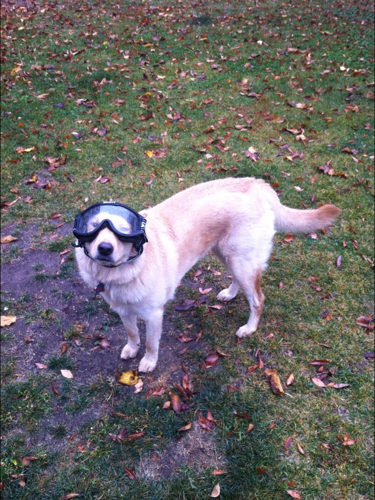 Andysmom13's tweet image. Here's my doggie Cleo enjoying the rain earlier in the AV @ABC7 @ABC7Garth @ABC7Phillip @ABC7Alysha @ABC7Leslie