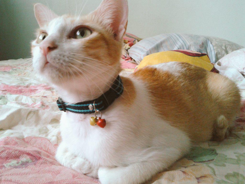 vivien_pawid's tweet photo. Little #DancerCat ☆ a lovely #furry morning sight in the #cathouse. We miss @blocki_ ♡♥♡
#thetravelingcats #cats http://t.co/4xRpjym2fE