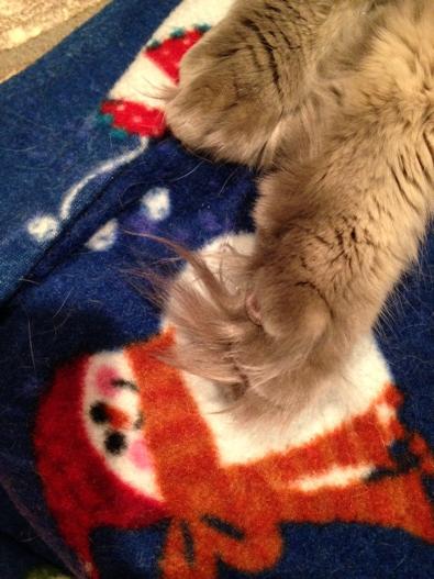 ItsMeDeaner's tweet photo. Too much #kittyuggs http://t.co/VwahhQbYIq