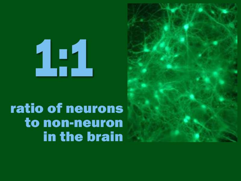 WeizmannScience's tweet photo. #ScienceNumbers
Of around 170 billion brain cells, some 86 billion are neurons.
Image: Prof. Alon Chen. http://t.co/Scv0yAidhf