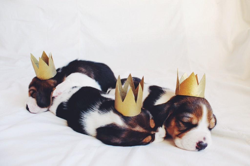 alise_paberza's tweet photo. Reiz dzīvoja mazi bīglīšu prinči un princesītes, kuri gribēja kļūt par Ziemassvētku brīnumiem jaukās ģimenēs. RT :) http://t.co/KfLkEASnmZ
