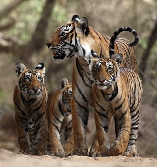LearningRxLaf's tweet image. Did you know a group of tigers is called an &quot;ambush&quot;?