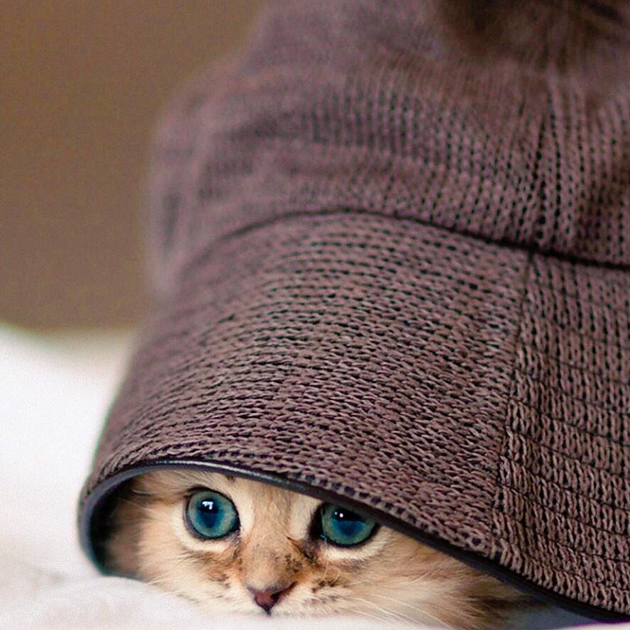 Милый котик в шапочке