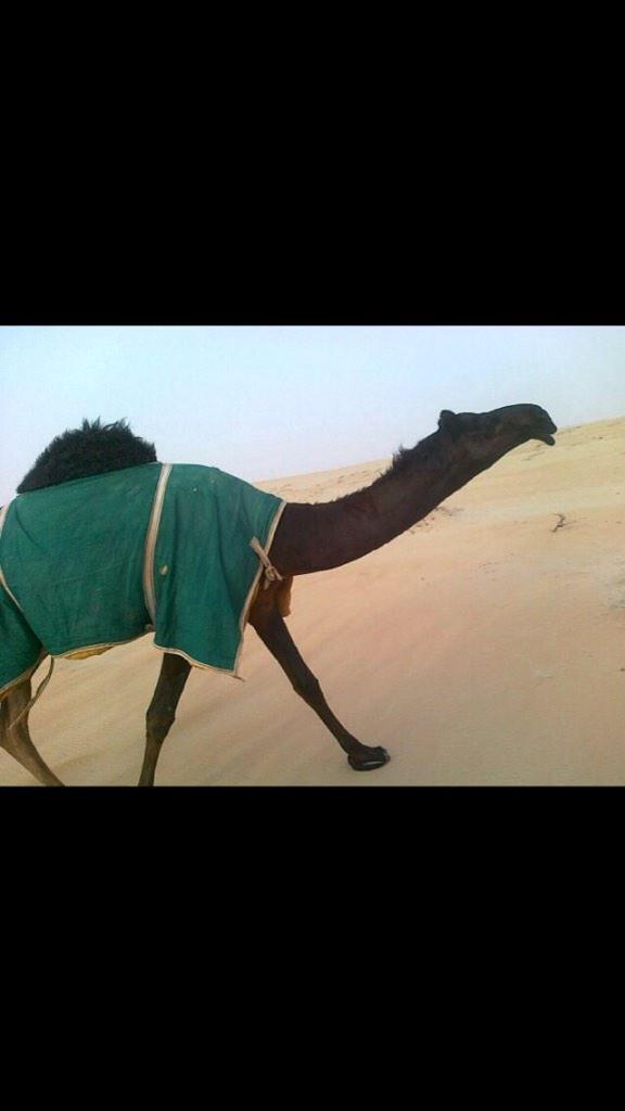 مشرفه ملك الشيخ محمد ابن هملان الرحماني