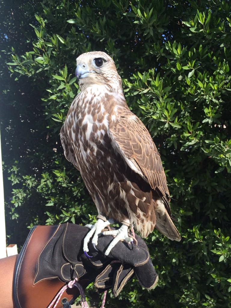 يعرض عندي اليوم بعد العصر
٣ حرار / ٢ قرانيس خلا وفرخ
منها خلوي حر مدبغ العرض ١٨ راهي والطول ١٧ونص