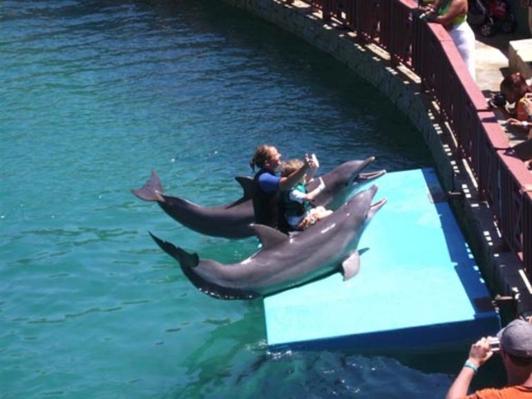 Kijubi's tweet photo. Swim with the dolphins! #OceanWorld #PuertoPlata http://t.co/aAEXeaCGH7