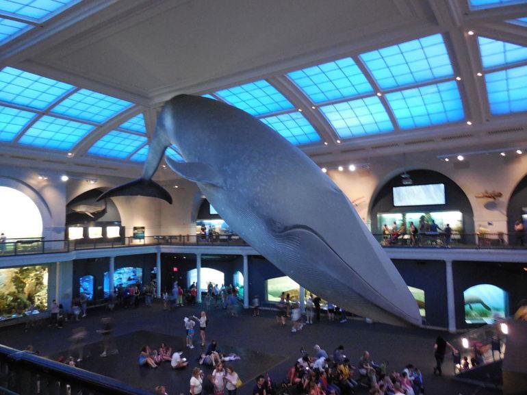 Kijubi's tweet photo. Visit one of the largest museums in the world! #AmericanMuseumOfNaturalHistory #NYC http://t.co/05RHzSQQOO
