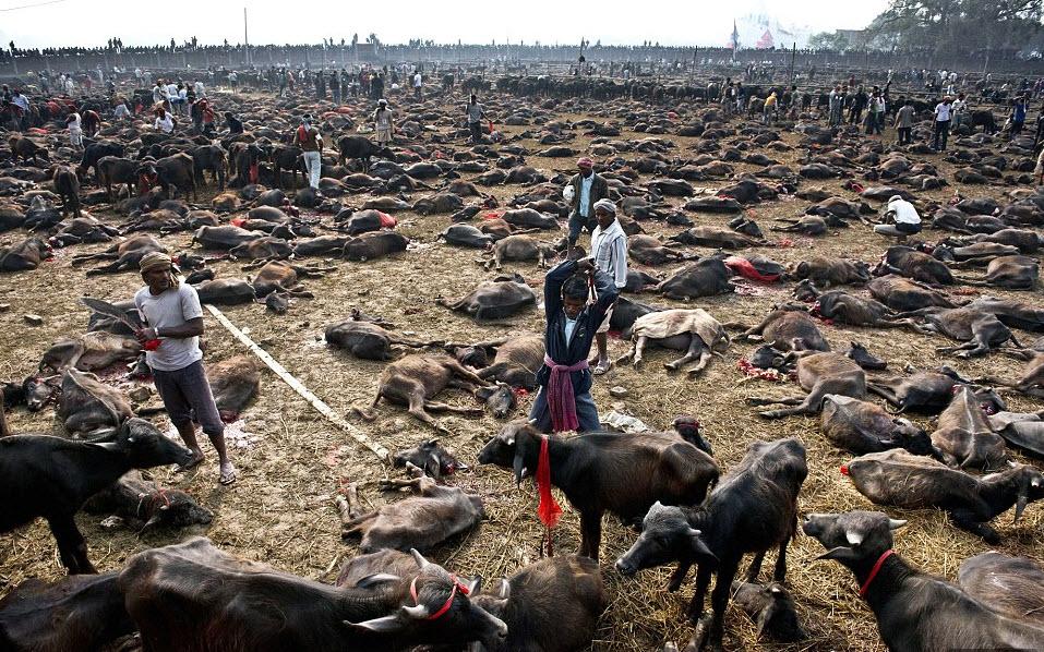NanaliaZac's tweet photo. Тысячи буйволов принесли в жертву в честь богини #Gadhimai в районе границы с Индией в Непале #news http://t.co/WzGkv1JtNc