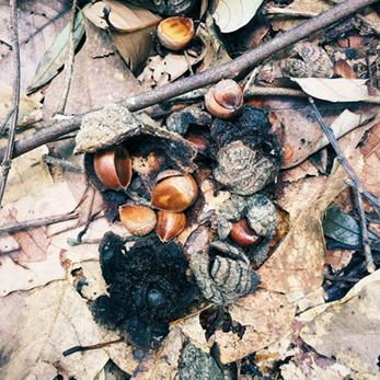 thesticksguide's tweet photo. Roasted chestnut smell remind us of winter, sitting 'round xmas fire. chestnut trees in our backyard all yr long http://t.co/0dqMw8EXSy