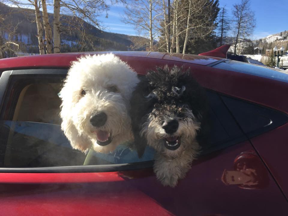 Denver Doodles tweet media