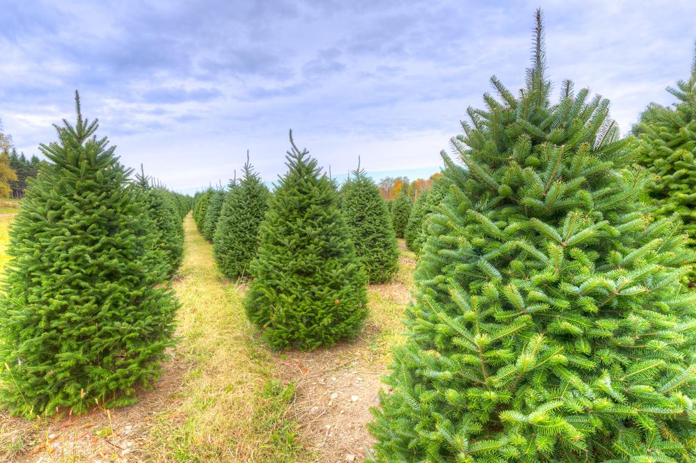 Need a Christmas tree? Here are 12 farms where you can chop down the perfect tree this season: bostinno.streetwise.co/2014/12/02/chr…