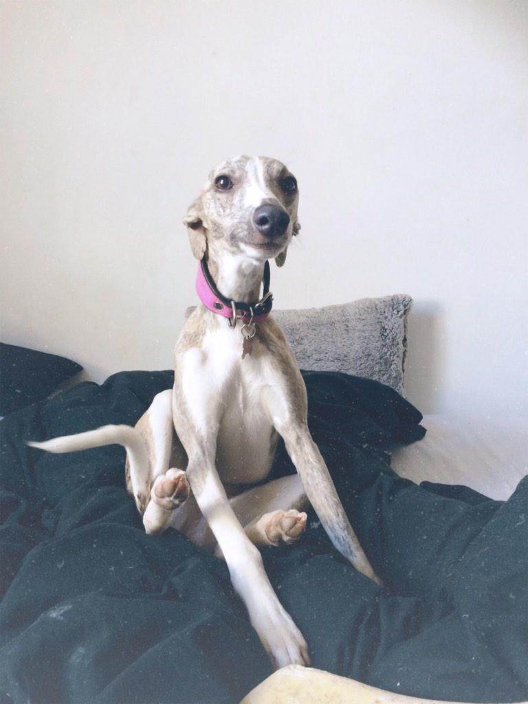 cuthbertwhippet's tweet image. since my last tweet, I have gained a baby sister. her name is Gracie may. she is now nearly one!