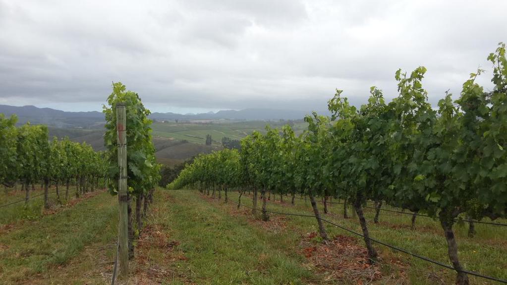 Cathedral Cellar tweet media