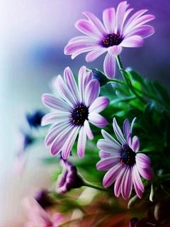 Hadoop_Test's tweet image. Flower........!!!!!!!!