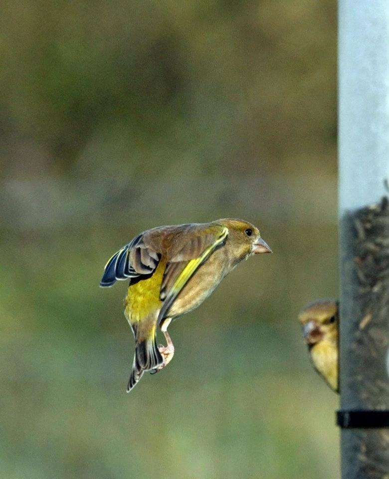 garden_bird's tweet photo. #Congratulations to the #winners of January#s #FeedingGuide #photo #competition. Some brilliant shots this month! http://t.co/RmYGUgTTmv