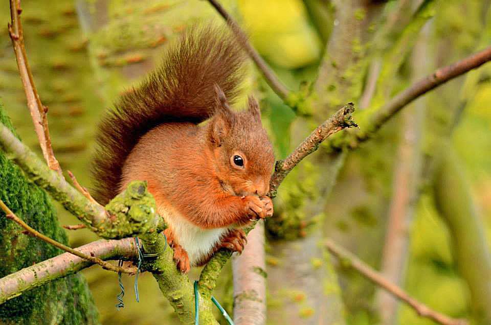 garden_bird's tweet photo. #Congratulations to the #winners of January#s #FeedingGuide #photo #competition. Some brilliant shots this month! http://t.co/RmYGUgTTmv
