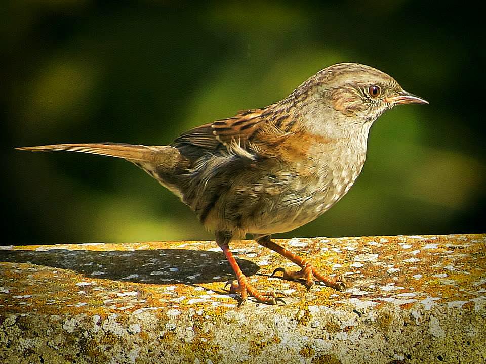 garden_bird's tweet photo. #Congratulations to the #winners of January#s #FeedingGuide #photo #competition. Some brilliant shots this month! http://t.co/RmYGUgTTmv