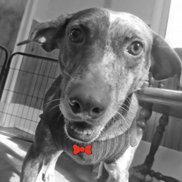 Peeky <a href="/BaywaterAnimal/">BaywaterAnimalRescue</a> loves to roll over when she meets people to ask for a belly rub  goo.gl/mvnM10
