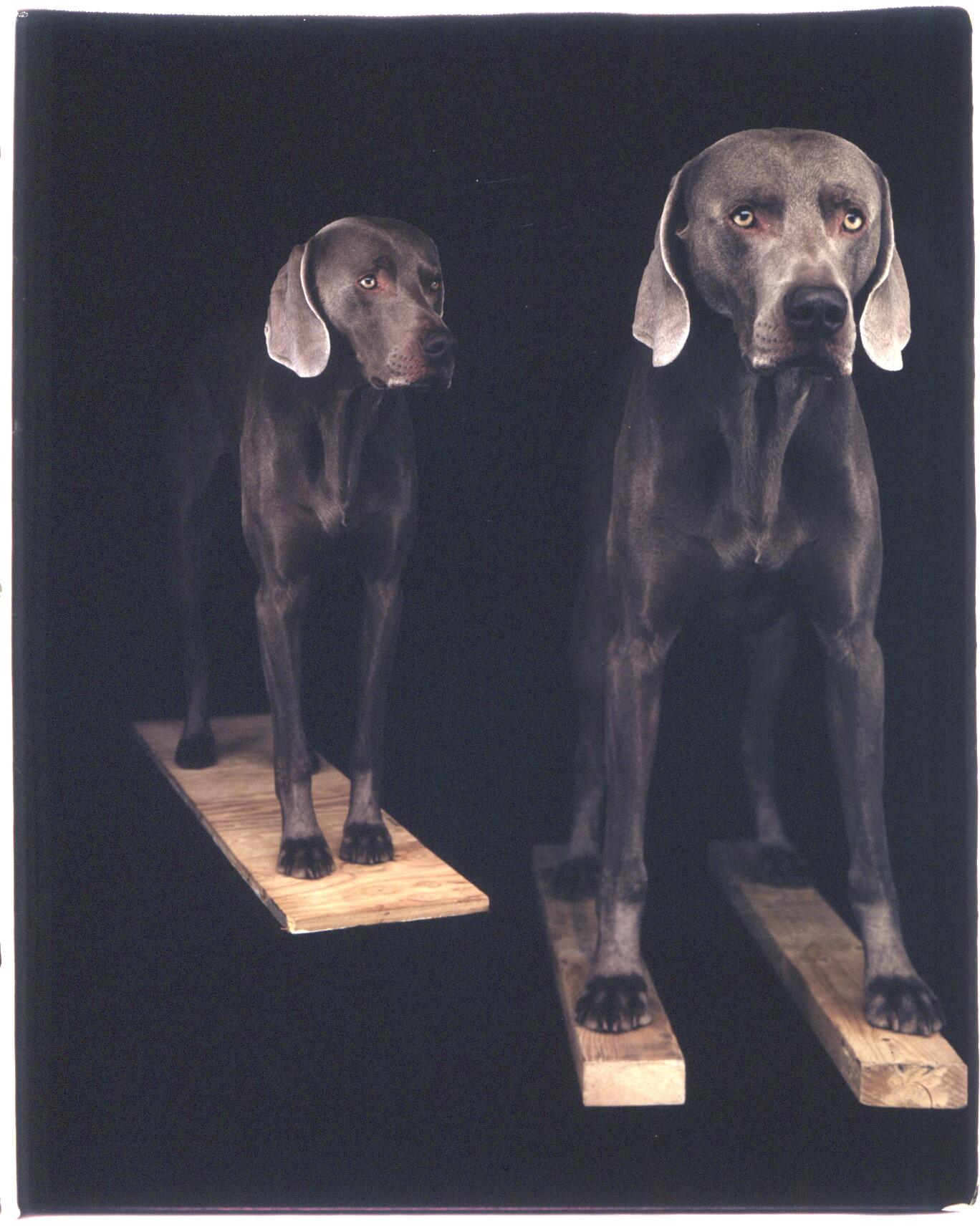 90s WILLIAM WEGMAN ウィリアム・ウェグマン XL あいみょん-