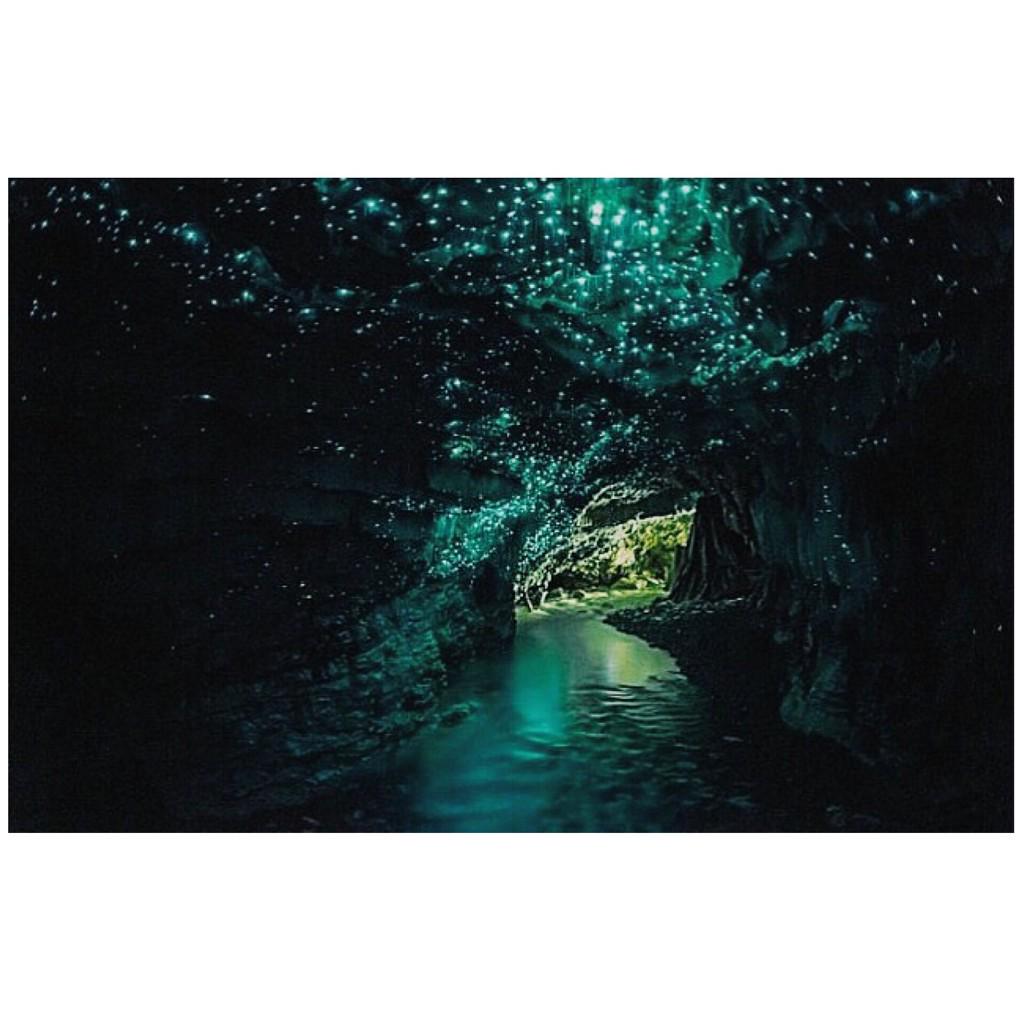 #Incredible GlowWorm caves we saw in #Waitamo  They are larva for 9 months, turn into flies, have sex once and die.