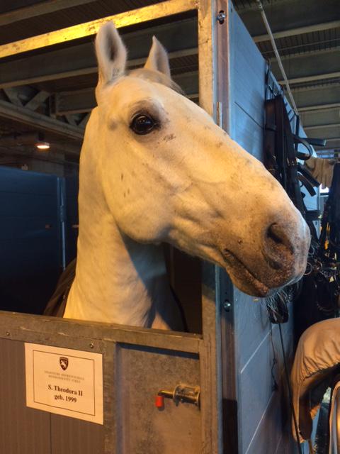 SpanishRidingSchool tweet media